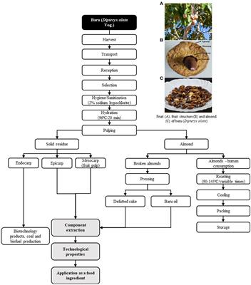 The potential of baru (Dipteryx alata Vog.) and its fractions for the alternative protein market